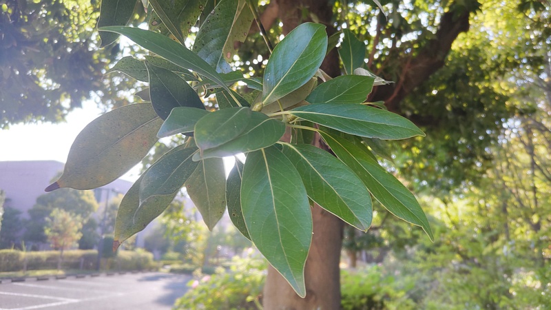 タブノキの芽 川崎市幸区さいわいふるさと公園
