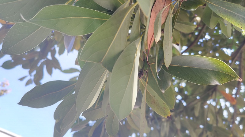 タブノキ 川崎市幸区さいわいふるさと公園