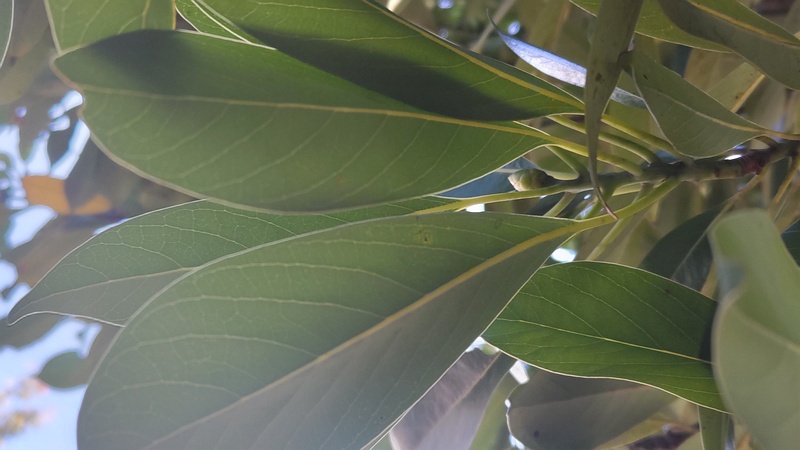 タブノキの芽 川崎市幸区さいわいふるさと公園