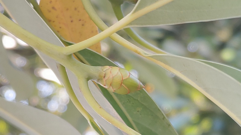タブノキの芽 川崎市幸区さいわいふるさと公園