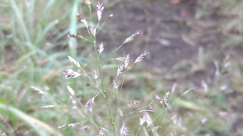 カゼクサ 川崎市幸区さいわいふるさと公園