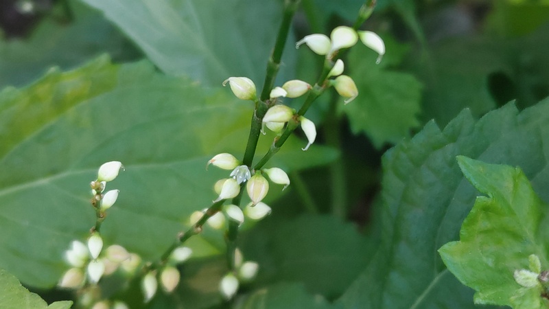 ギンミズヒキの果実と花 川崎市幸区さいわいふるさと公園