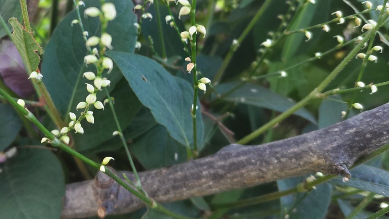 ギンミズヒキの果実 川崎市幸区さいわいふるさと公園