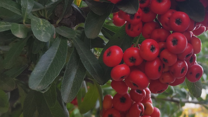 カザンデマリの果実 川崎市幸区さいわいふるさと公園