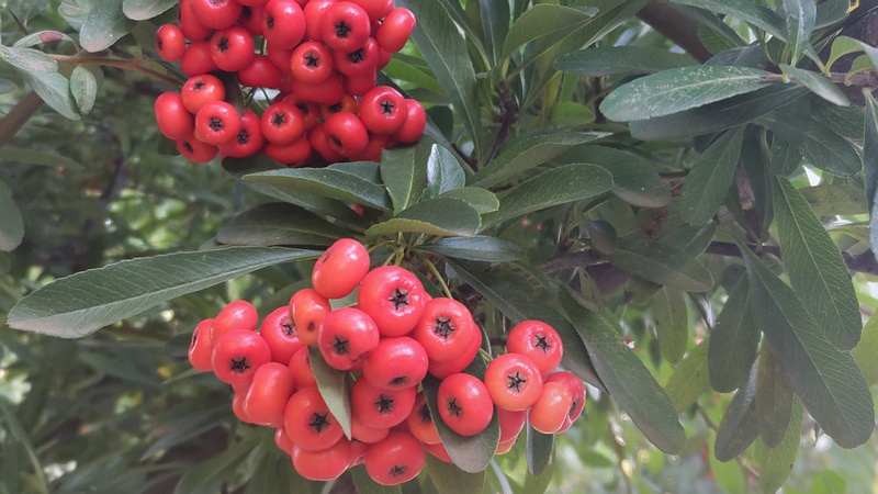 カザンデマリの果実 川崎市幸区さいわいふるさと公園
