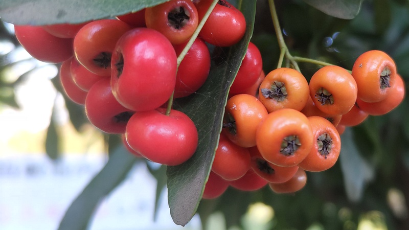 カザンデマリの果実 川崎市幸区さいわいふるさと公園