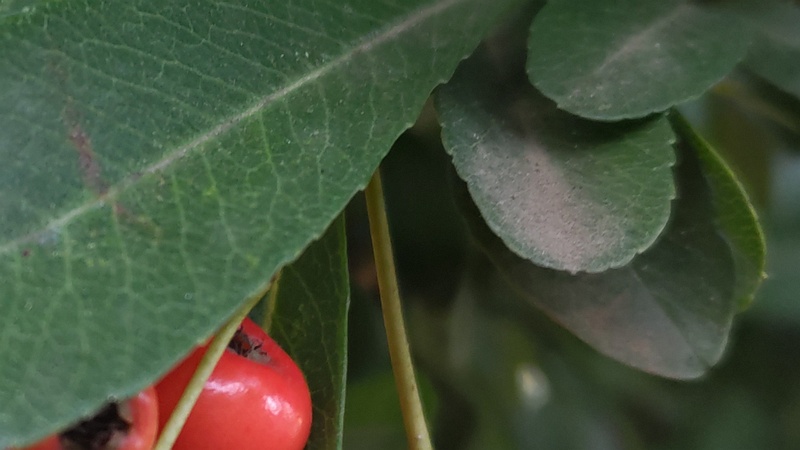 カザンデマリの果実 川崎市幸区さいわいふるさと公園