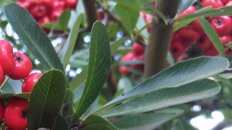 カザンデマリの果実 川崎市幸区さいわいふるさと公園