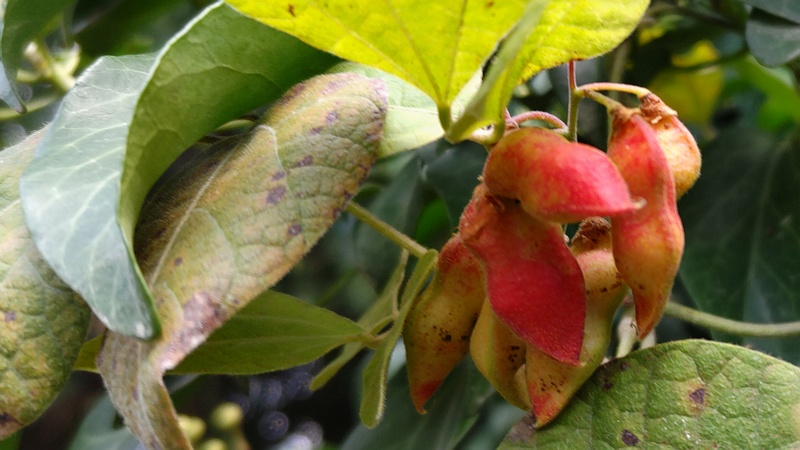 トキリマメの鞘 横浜市旭区中希望が丘