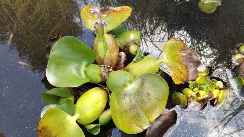 ホテイアオイとメダカ 横浜市旭区今宿町