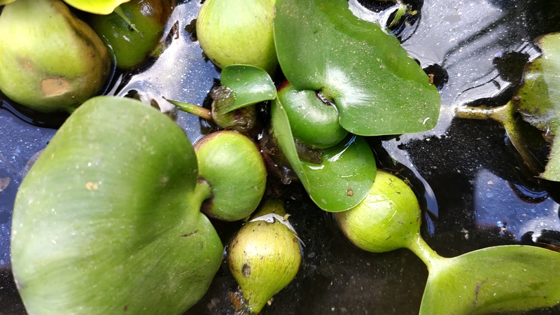 ホテイアオイとメダカ 横浜市旭区今宿町