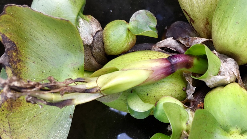 ホテイアオイとメダカ 横浜市旭区今宿町