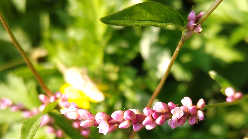 イヌタデの花 横浜市旭区今宿南町