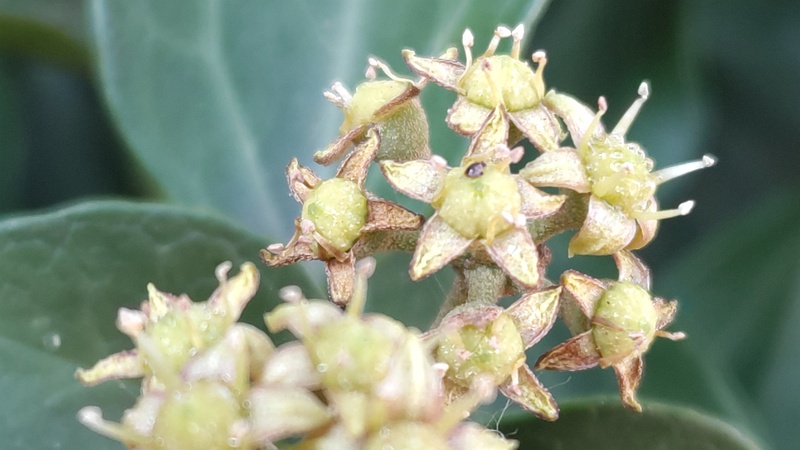 キヅタの花 横浜市旭区今宿南町
