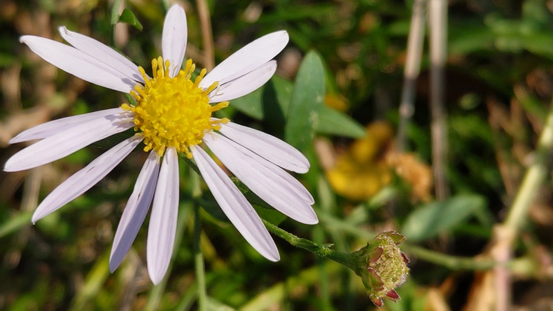 カントウヨメナの花 横浜市旭区今宿南町