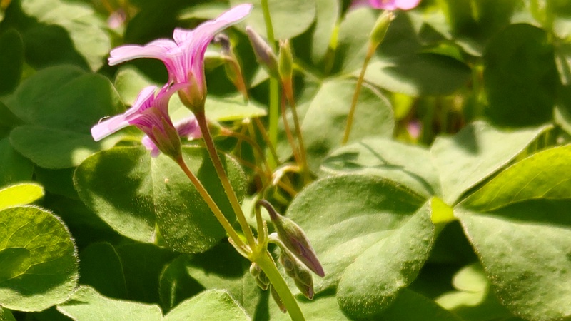 イモカタバミの花 横浜市旭区今宿南町