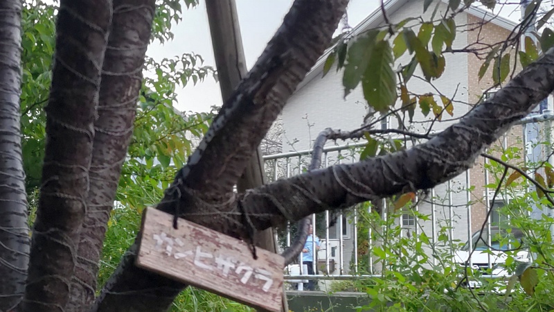 カンヒザクラ 横浜市旭区今宿南町帷子川緑道