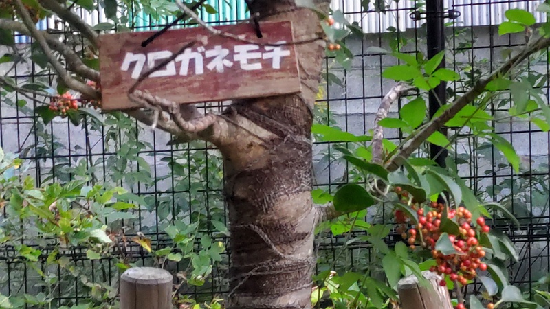 クロガネモチ 横浜市旭区今宿南町帷子川緑道