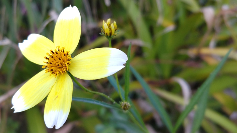 キクザキセンダングサの花 川崎市幸区さいわいふるさと公園