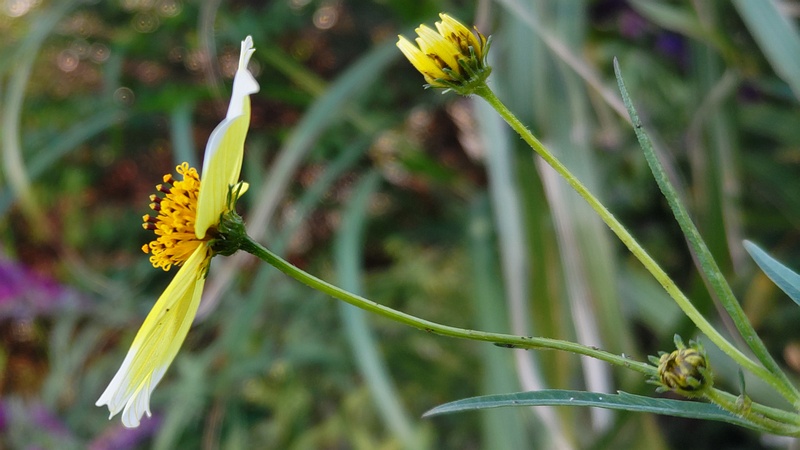 キクザキセンダングサの花 川崎市幸区さいわいふるさと公園