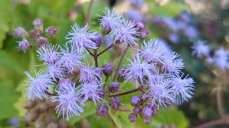 アオバナフジバカマの花 川崎市幸区さいわいふるさと公園
