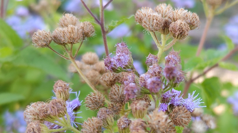 アオバナフジバカマの花と果実 川崎市幸区さいわいふるさと公園