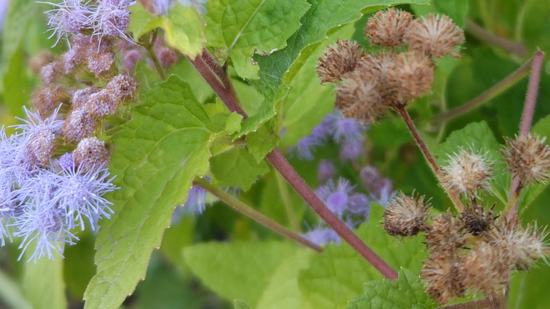 アオバナフジバカマの花 川崎市幸区さいわいふるさと公園