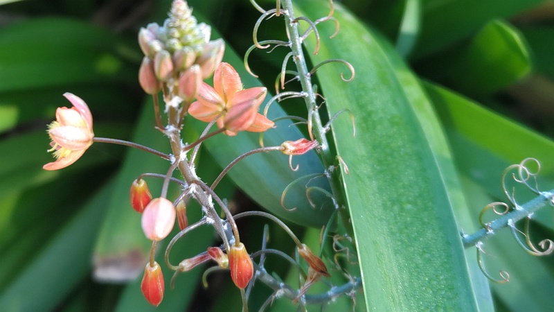 ハナアロエの果実 川崎市幸区さいわいふるさと公園