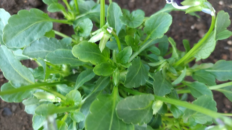 パンジーの葉 川崎市幸区さいわいふるさと公園