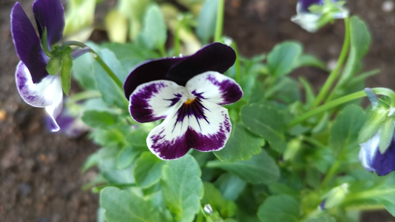 パンジーの花 川崎市幸区さいわいふるさと公園