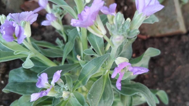 アラセイトウの花 川崎市幸区さいわいふるさと公園