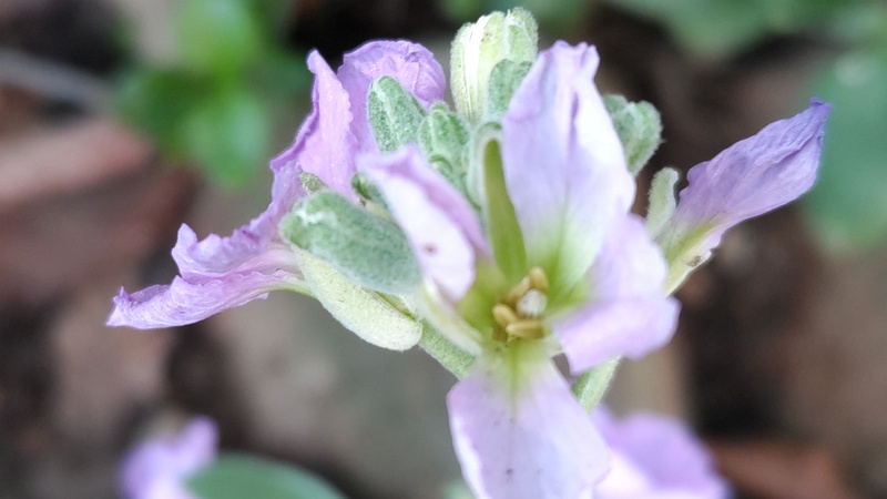 アラセイトウの花 川崎市幸区さいわいふるさと公園