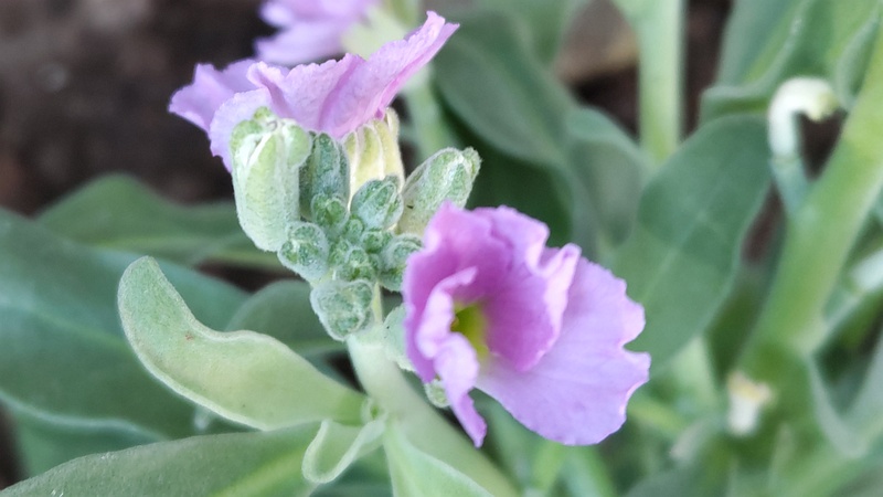アラセイトウの花 川崎市幸区さいわいふるさと公園