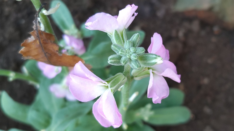 アラセイトウの花 川崎市幸区さいわいふるさと公園