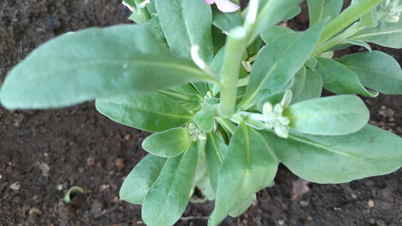 アラセイトウの蕾と葉 川崎市幸区さいわいふるさと公園