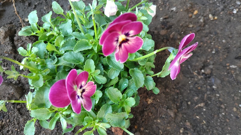 パンジーの花 川崎市幸区さいわいふるさと公園