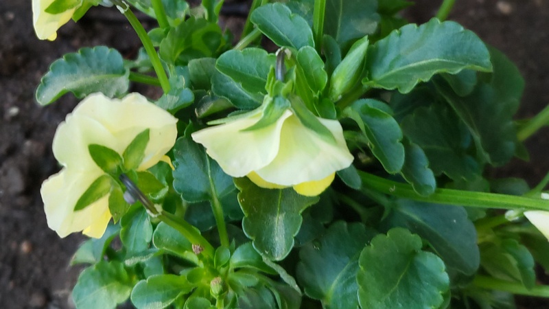 パンジーの花 川崎市幸区さいわいふるさと公園