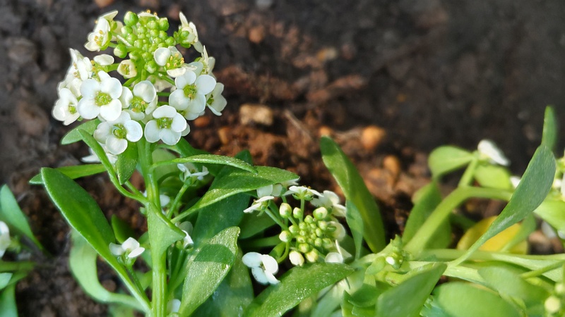 ニワナズナの花 川崎市幸区さいわいふるさと公園