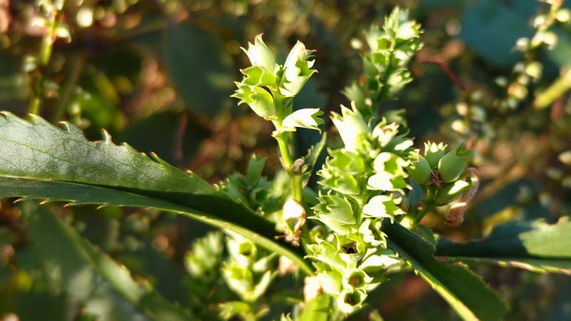 ハナトラノオの果実 川崎市幸区さいわいふるさと公園