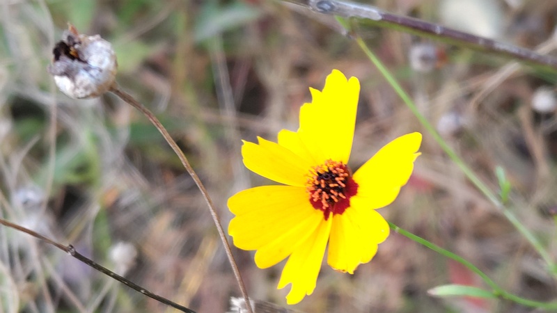 ハルシャギクの花と果実 川崎市幸区さいわいふるさと公園