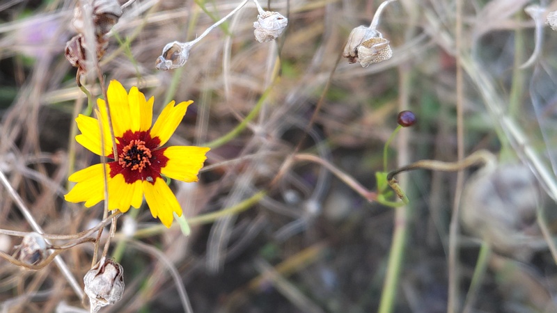ハルシャギクの花と果実 川崎市幸区さいわいふるさと公園