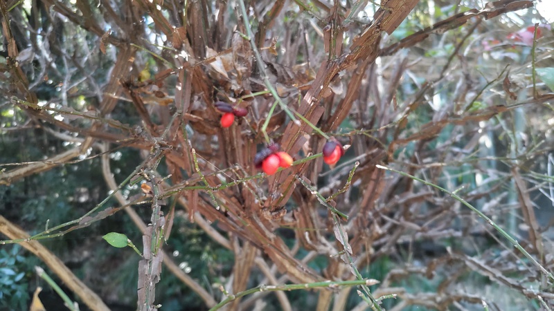 ニシキギの果実 横浜市旭区帷子川親水緑道