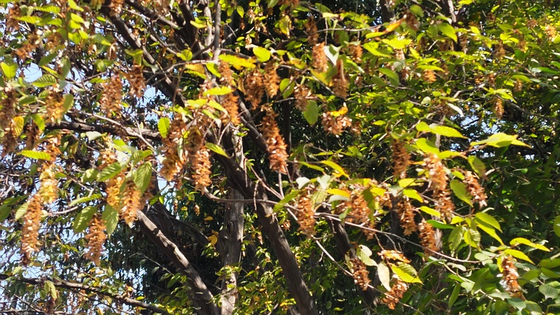 アカシデの花 横浜市旭区帷子川親水緑道