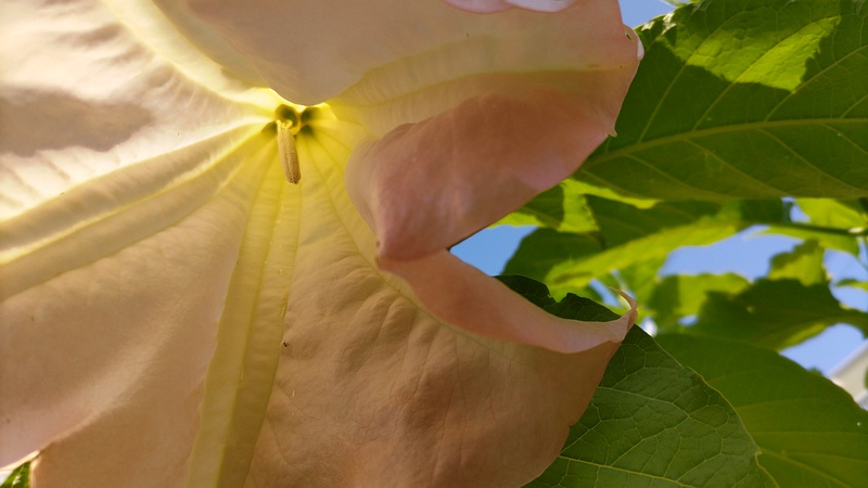チョウセンアサガオの花 横浜市旭区鶴ヶ峰