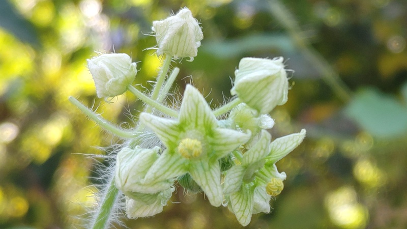 アレチウリの花 横浜市旭区今川町