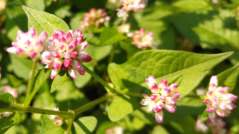 ミゾソバの花 横浜市旭区今川町