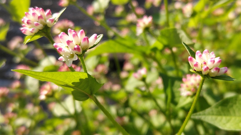 ミゾソバの花 横浜市旭区今川町