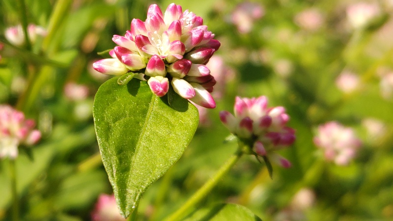 ミゾソバの花 横浜市旭区今川町