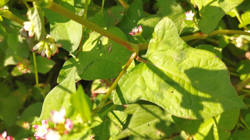 ミゾソバの花 横浜市旭区今川町