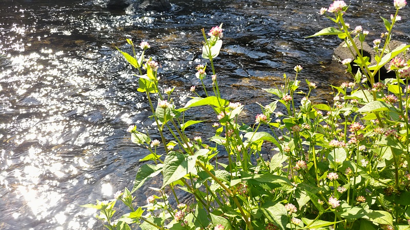ミゾソバの花 横浜市旭区今川町
